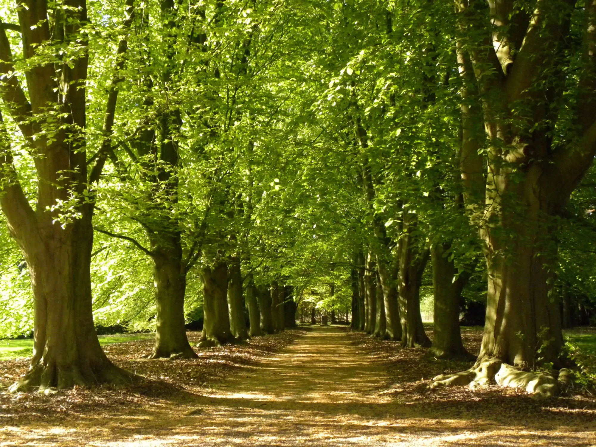 Beukenlaan in de Ganzenvoet van de Onze Lieve Vrouwe Abdij Oosterhout